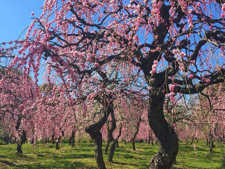 The 21 Best Parks and Gardens in Nagoya - Nagoya is not boring