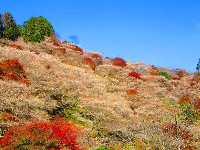 Autumn Leaves and Fall Festivals in Nagoya and Aichi in 2024 - Nagoya ...