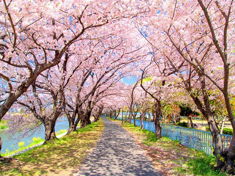 15 Cherry Blossom Spots in Nagoya and Aichi - Nagoya is not boring