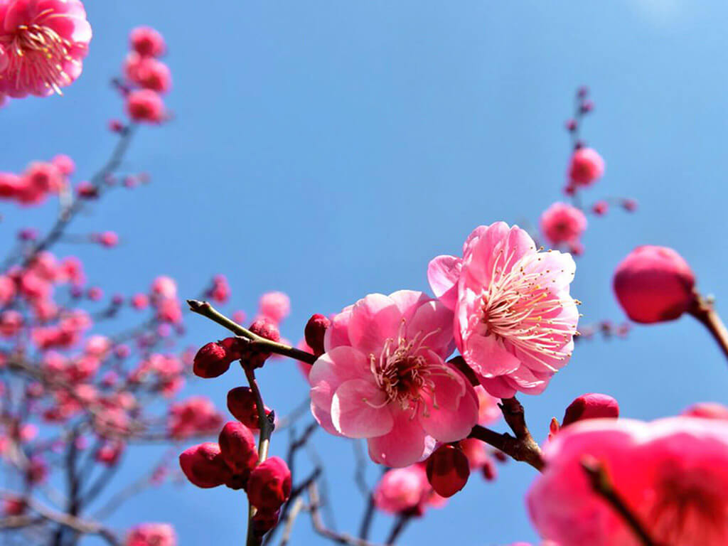 Top 10 Spots to see Plum Blossoms in Nagoya and Aichi in 2024 - Nagoya ...